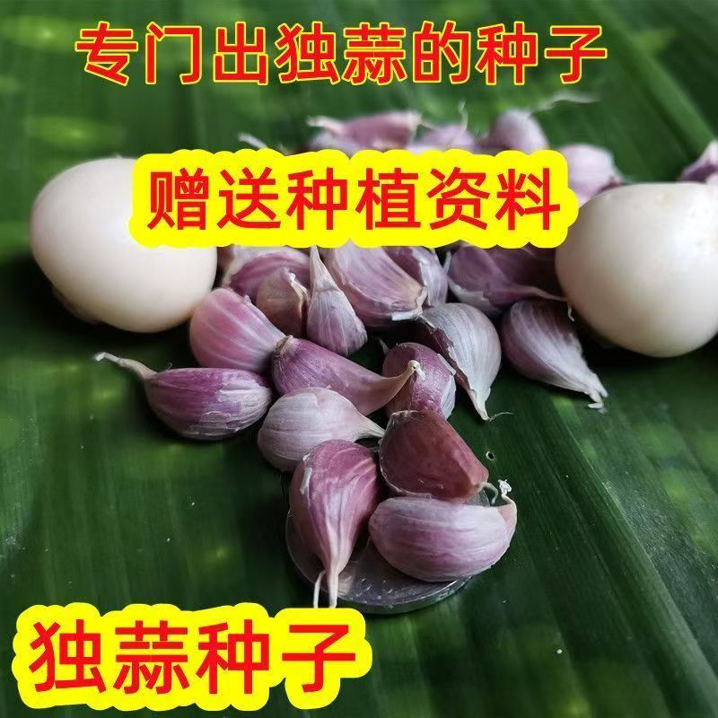 紫皮独蒜种彭州独头蒜种籽2026新种正宗川蒜独子蒜种籽2斤装