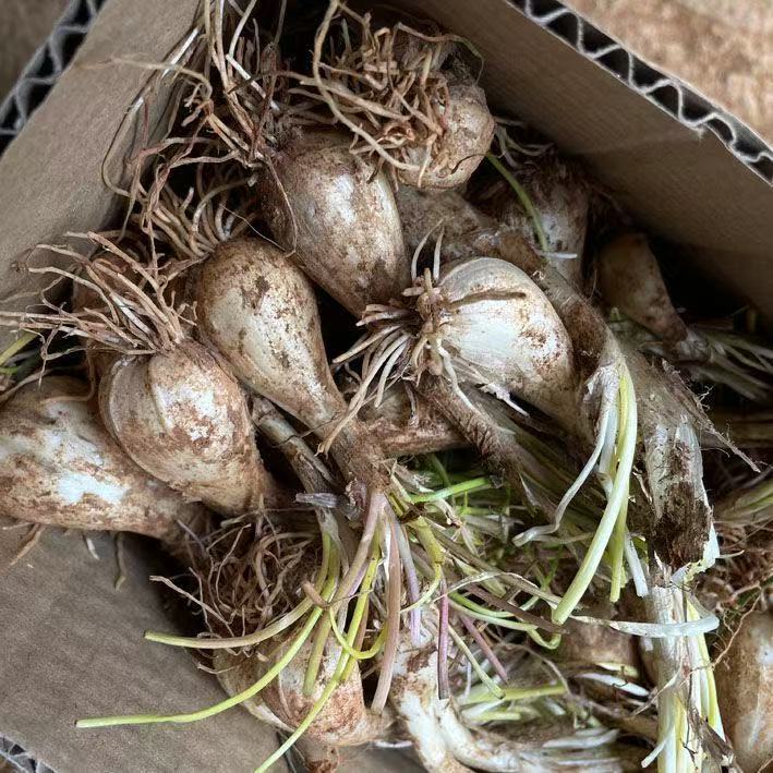 现发现挖带须荞头种子5斤教头蒜白江西新鲜荞头藠头茱头农家自种