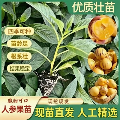 云南人参果树苗盆栽人生果苗长寿果种籽阳台种植四季北方可栽壮苗