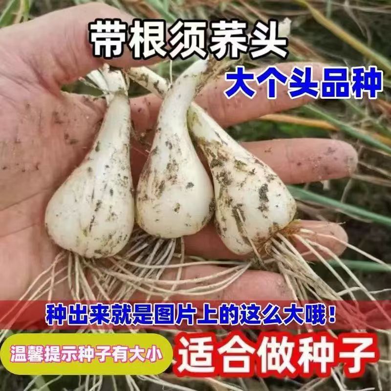 江西便宜实惠可种带根带须农家荞头种子新鲜现挖当季蔬菜种苗