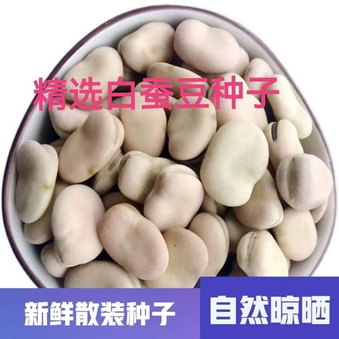 优质蚕豆种白蚕豆种子农家中粒耐寒过冬白皮蚕豆批发2026新种大粒
