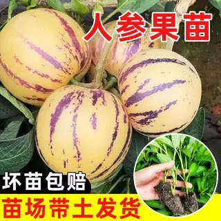 人参果树果苗壮苗带土当年结果人叁果苗大盆栽苗水果种子苗秧阳台