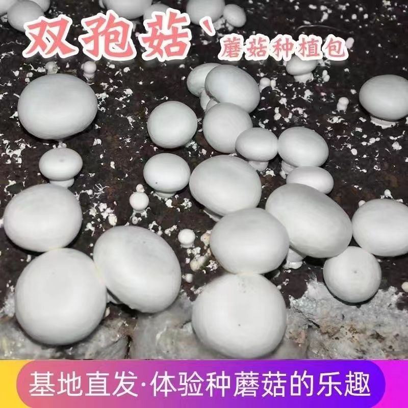 双孢菇菌种蘑菇菌种白蘑菇菌包高产食用菌阳台花盆种植四季栽培