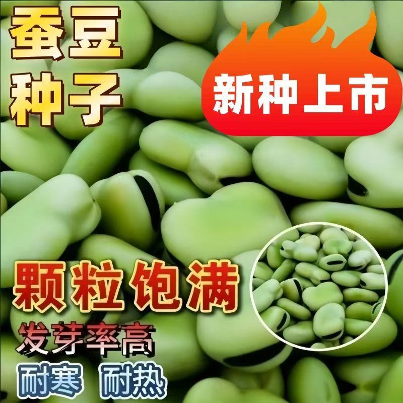 大粒七星绿宝蚕豆种子高产早熟耐寒简单易种罗汉豆秋冬季播种蔬菜