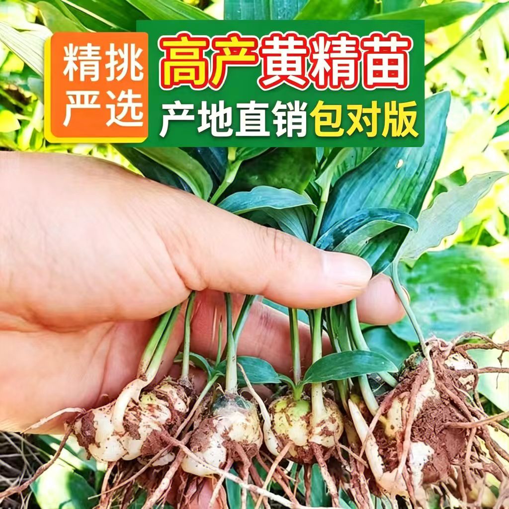 新鲜发货现发易成活现挖带叶春秋种植花卉盆景造型绿植老虎姜种苗