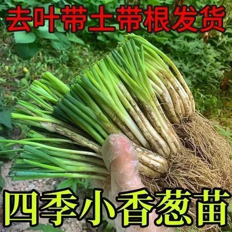 四季小香葱分葱苗浓香型多年生带根阳台盆栽蔬菜苗农田种植