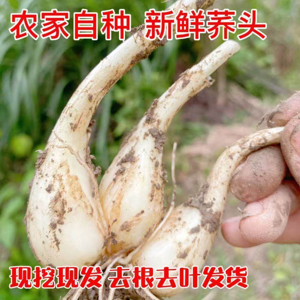 荞头5斤江西特产薤头时令蔬菜荞头种子新鲜藠头农家种植带须藠头