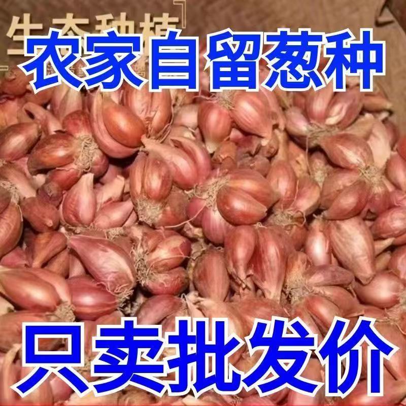 葱头香红火种正宗四季香