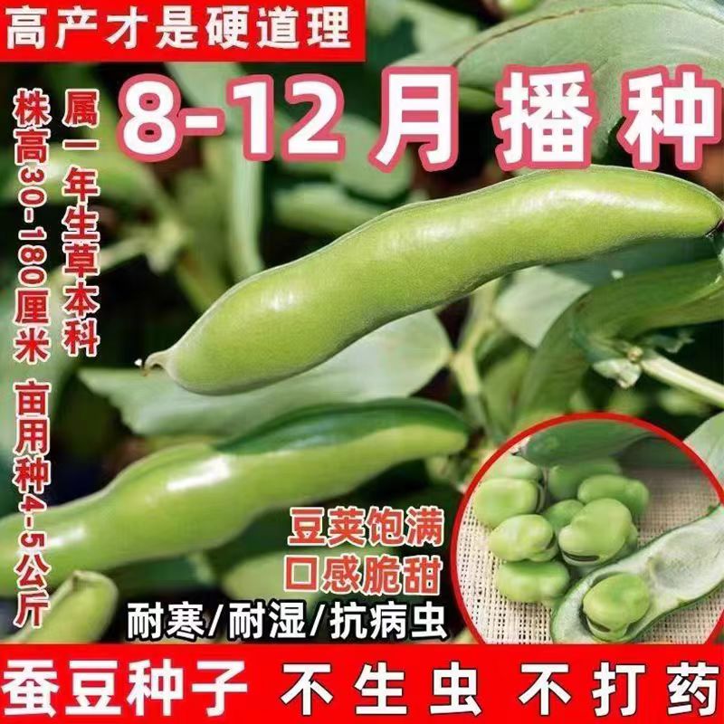 绿宝石农家香蚕豆种子高产早熟耐寒胡豆种籽春秋播种绿肥蔬菜种籽