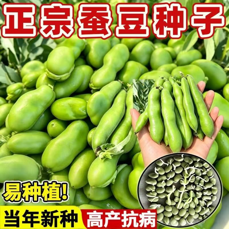 绿宝蚕豆种子耐寒早熟大粒七星精选罗汉豆种籽春秋冬季播种蔬菜种