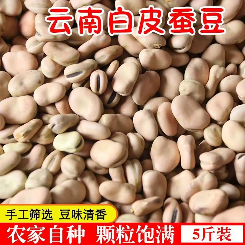 云南特产白蚕豆干货生蚕豆干蚕豆胡豆白皮罗汉豆高产种子可发芽豆