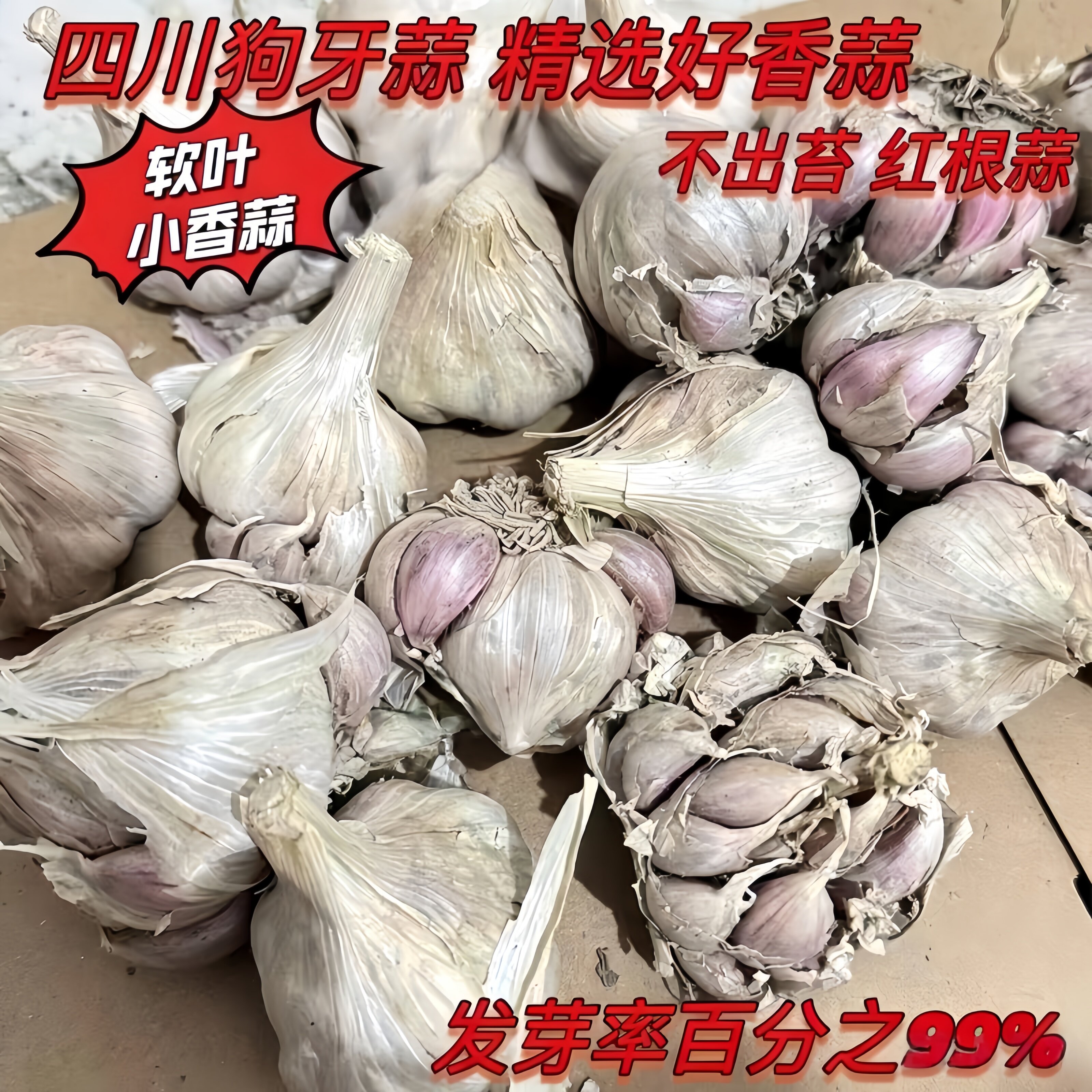 四川软叶狗牙蒜紫皮多瓣耐寒种子