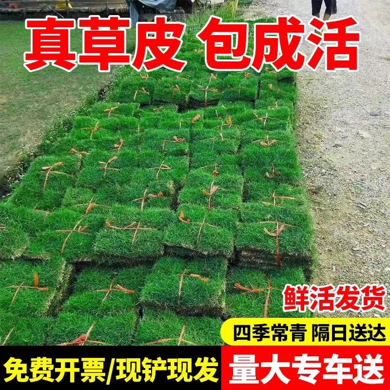 绿化草皮真草坪带泥土别墅庭院四季青百慕大剪股颖马尼拉免剪易活