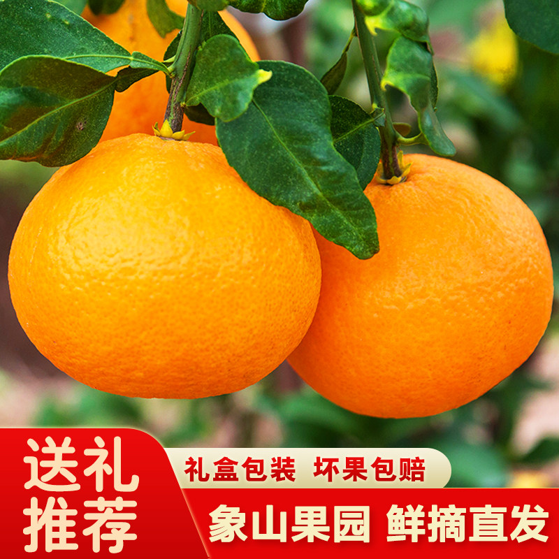 正宗宁波红美人柑橘新鲜橘子爱媛28号果冻橙蜜桔子浙江水果礼盒装,水产肉类/新鲜蔬果/熟食,桔子,淘宝优惠券,粉丝福利购,淘宝优惠卷