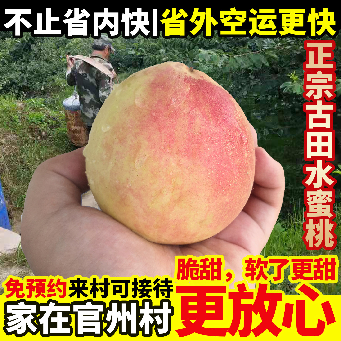 正宗古田水蜜桃白凤甜脆桃新鲜福建大桃子应季礼盒装！官州村直发