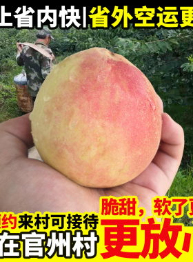 正宗古田水蜜桃白凤甜脆桃新鲜福建大桃子应季礼盒装！官州村直发