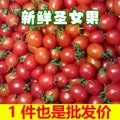 现摘现发新鲜圣女果3-5斤小番茄农家小西红柿蔬菜水果非千禧樱桃