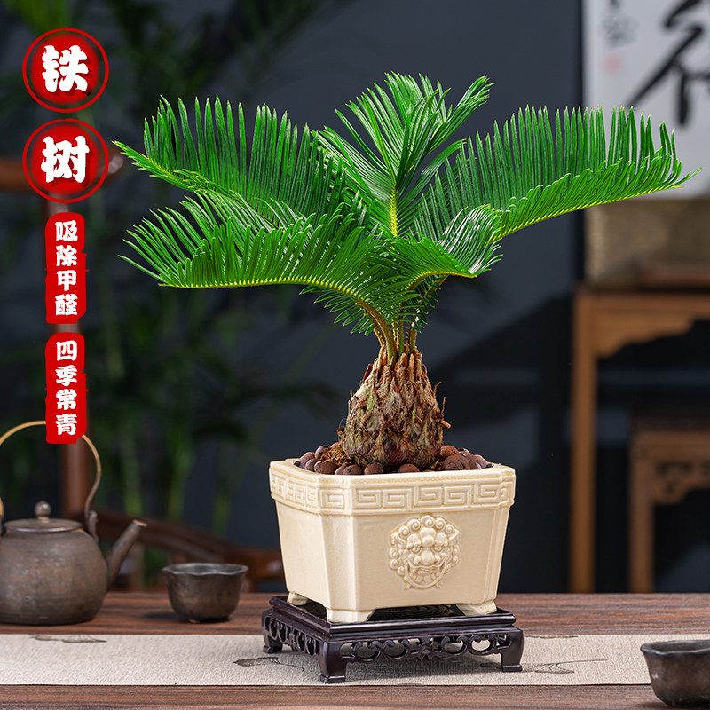 铁树盆栽植物室内花四季常青树苗客厅阳台办公室桌面绿植花卉盆景