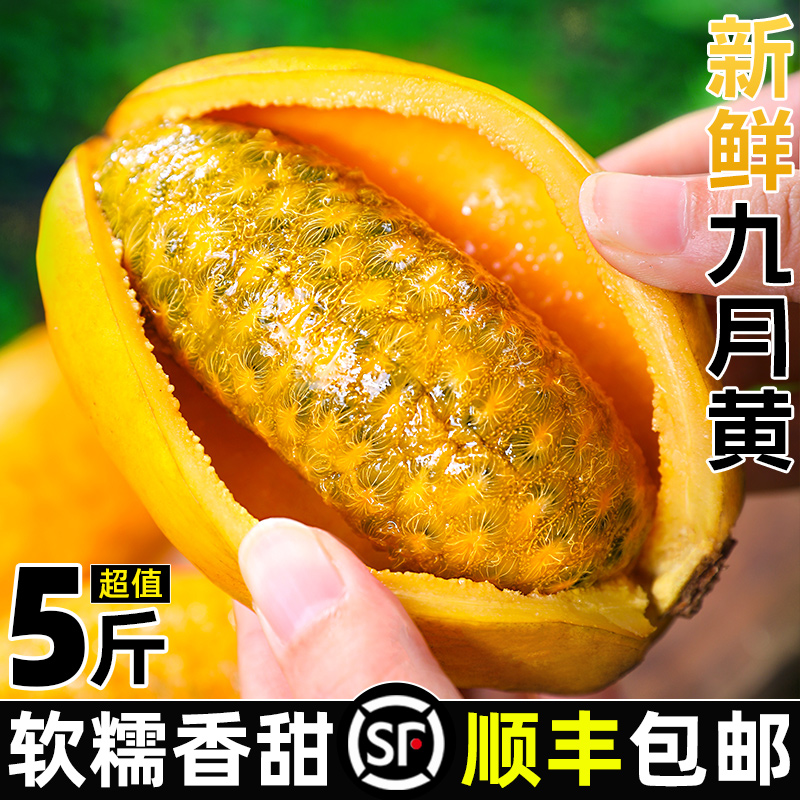 福建特产九月黄当季罕见鲜果