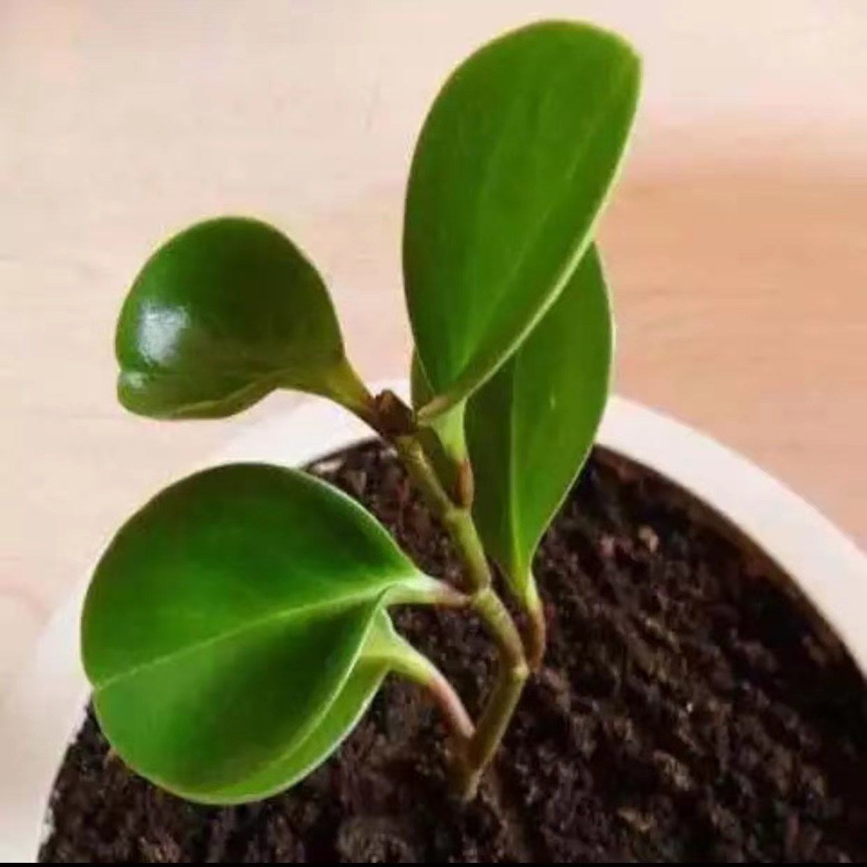 豆瓣绿盆栽四季常青植物室内净化空气碧玉绿植常绿