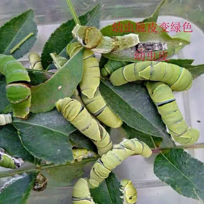 蝴蝶虫活体学生观察饲养盒送饲料包邮可孵化成蝶蝴蝶卵食物蝴蝶蛹