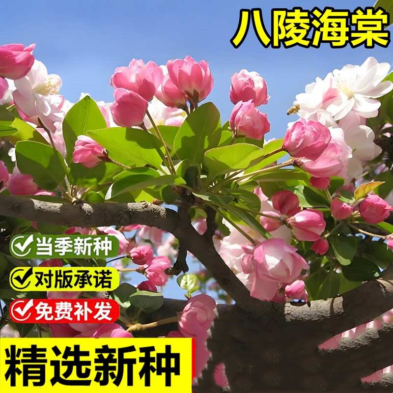 当年新采八棱海棠树种子怀来海棠水草