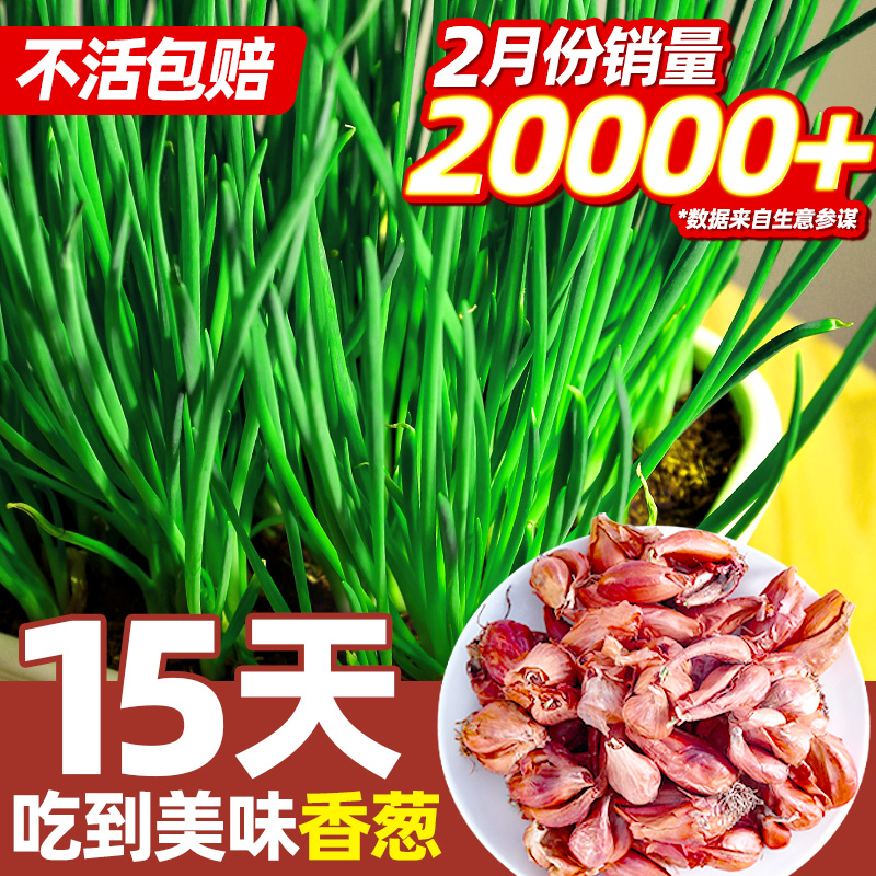 葱种葱头小葱四季小香葱