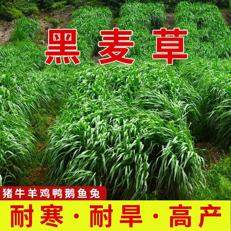 进口耐寒牧草种子多年生黑麦草种子四季常青鸡鸭鹅猪牛羊鱼草种籽