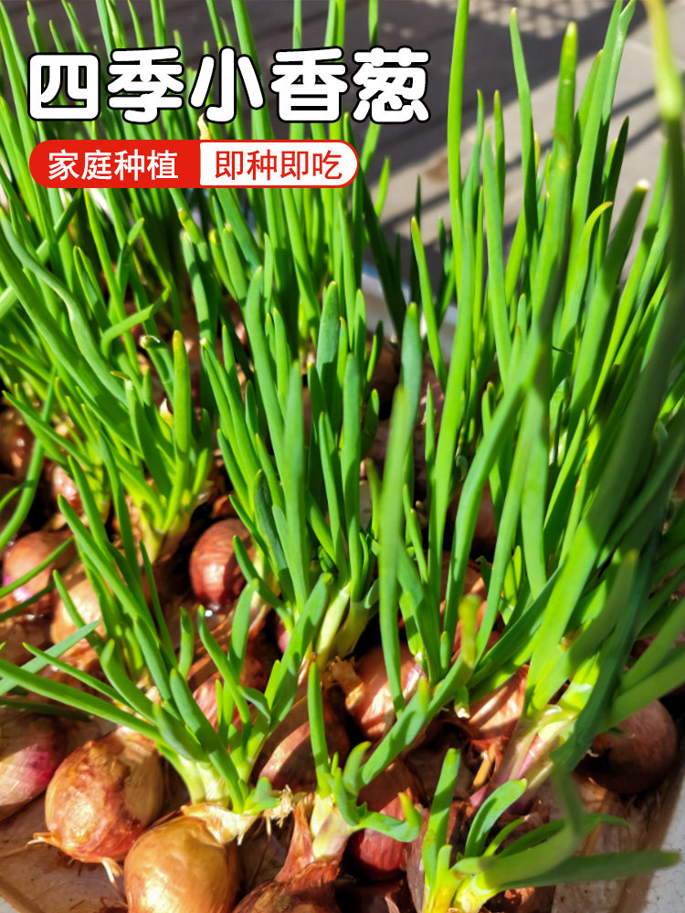 香葱种头盆栽阳台四季种子家庭种植火葱头苗小葱红葱头蔬菜种孑籽