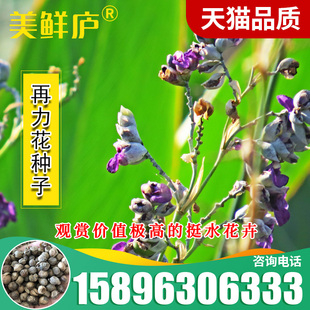 再力花种子 水生植物千屈菜花叶芦竹香蒲芦苇梭鱼草夏季常绿鸢尾