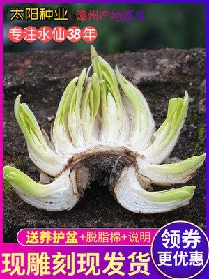 水仙花雕刻好漳州水仙花种球未泡水水仙复瓣水培种子,宠物/宠物食品及用品,水草,淘宝优惠券,粉丝福利购,淘宝优惠卷