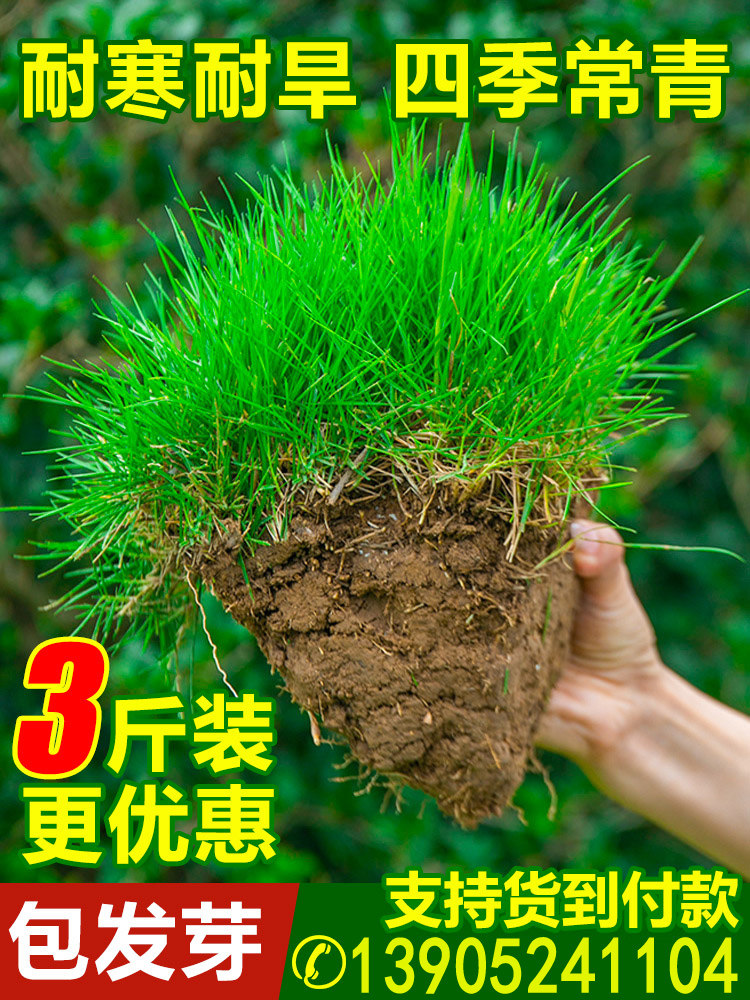 草坪草籽四季常青免修剪护坡狗牙根耐寒黑麦草马尼拉种子庭院绿化