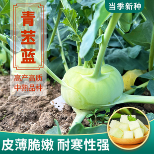 青丕蓝种子苤蓝种籽孑大头菜种子疙瘩球茎甘蓝四季蔬菜种孑籽