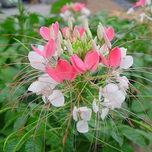 观赏花卉种子 盆栽醉蝶花种子 西洋白花菜 凤蝶草 紫龙须 公斤起