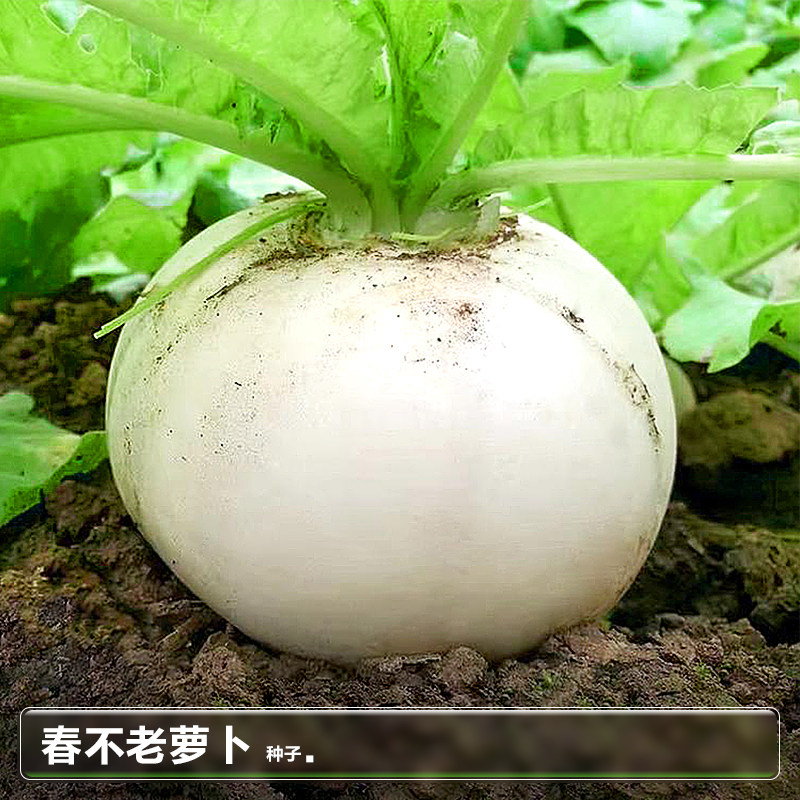 春不老萝卜种子籽罗卜白萝卜籽秋后冬季种植的蔬菜种籽大全种孑子