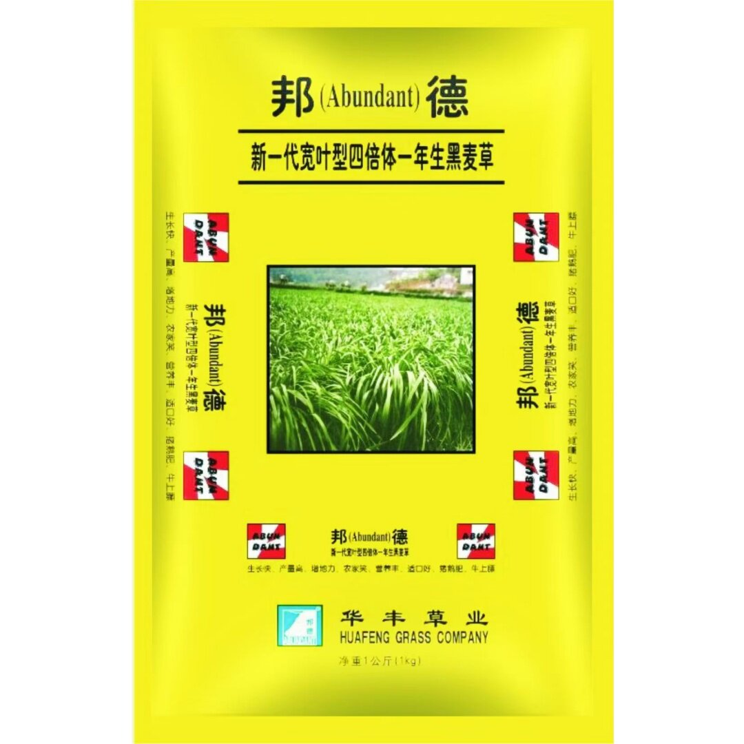 黑麦草种籽子种多年生耐寒四季牧草种子畜牧养殖草种喂鸡牛羊鱼草