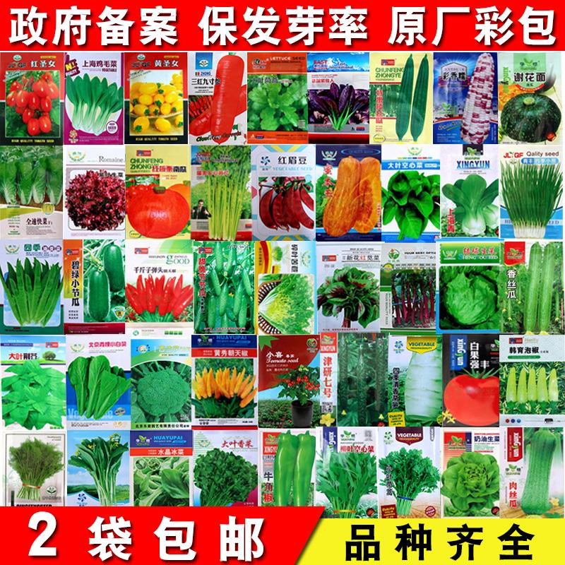 农田菜园高产易种蔬菜萝卜