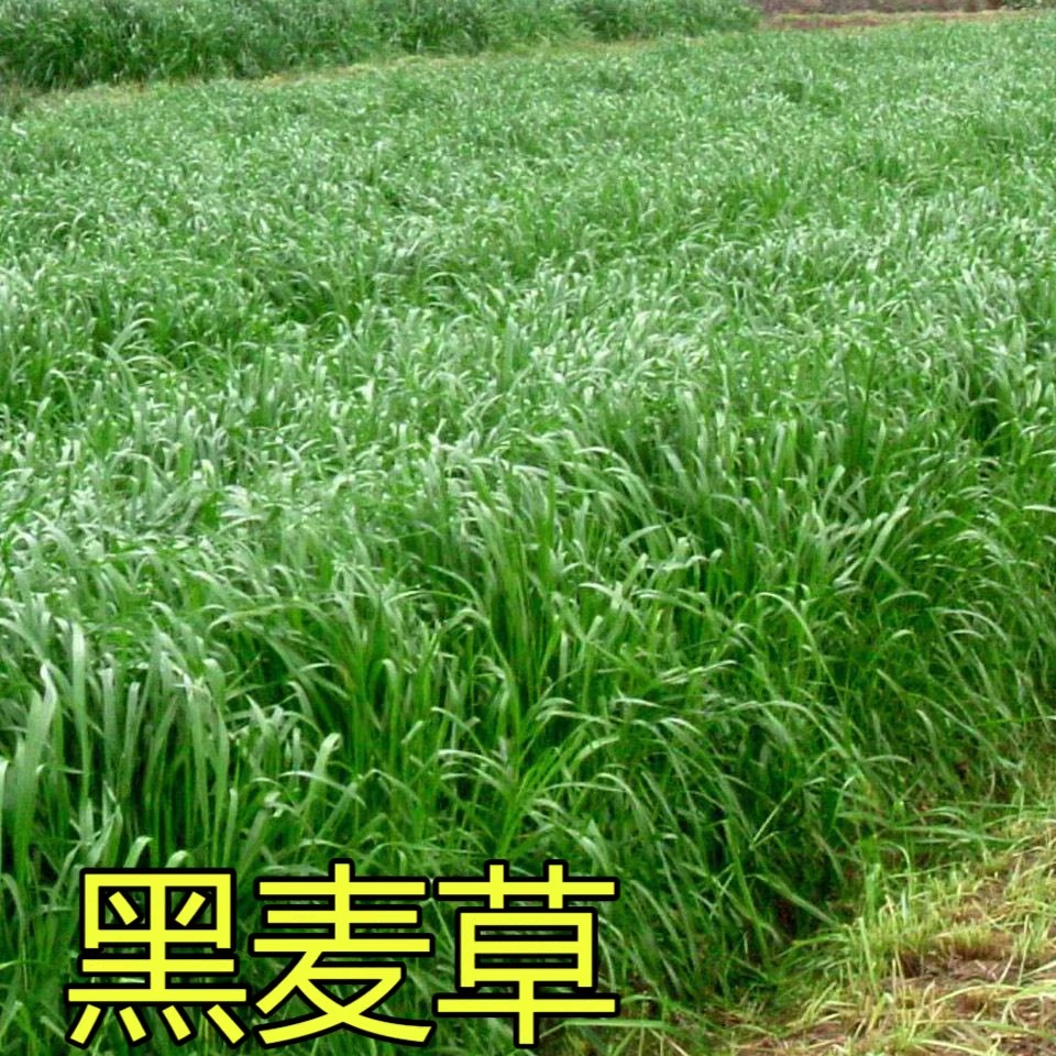 进口耐寒牧草种子多年生黑麦草种子四季常青鸡鸭鹅猪牛羊鱼草种籽