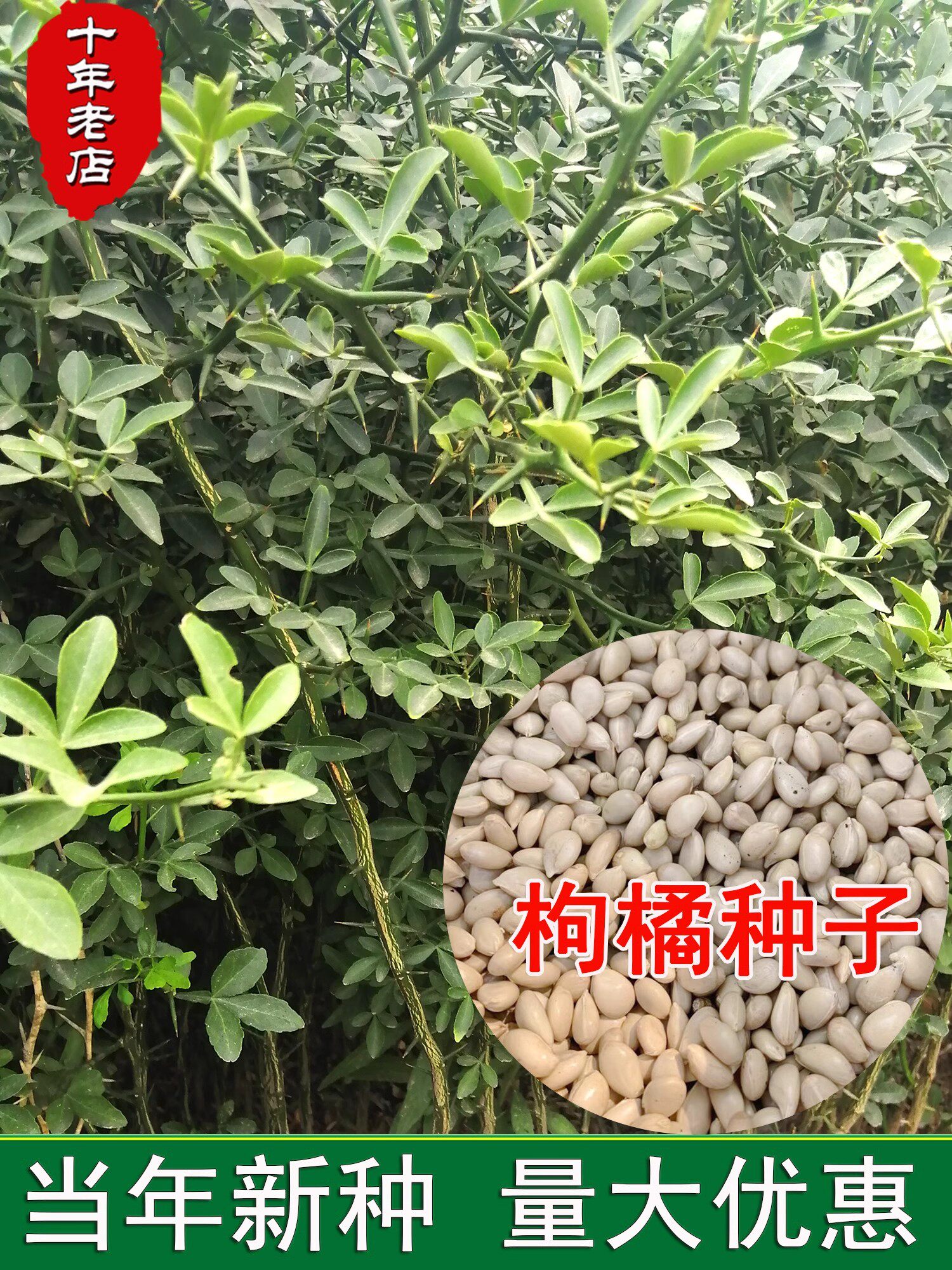 枸橘种子枳壳香橙嫁接砧木树带刺围墙钢橘李子铁篱寨臭刺橘红种籽