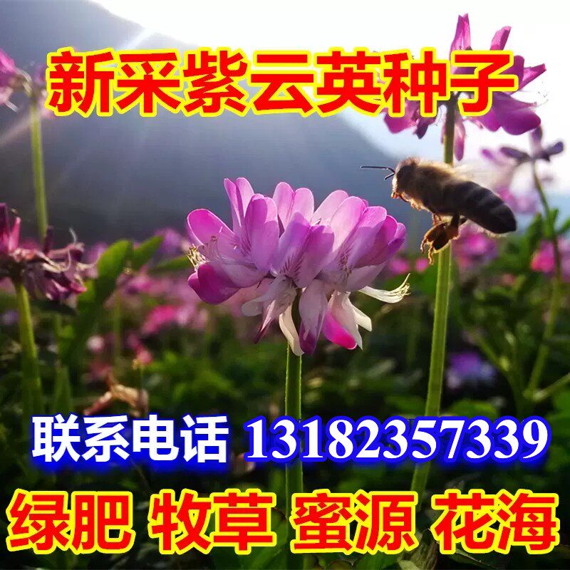 紫云英种子红花草籽种养蜂蜜源紫云英草种籽四季播种开花除虫菊花