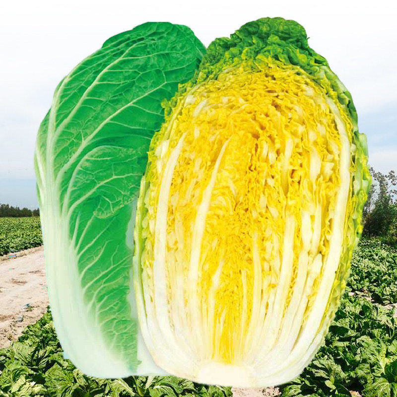 黄心大白菜种子种籽孑子东北秋冬秋后菜种山东胶州白莱籽种仔蔬菜