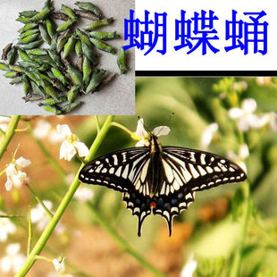 蝴蝶蛹柑橘凤蝶蛹幼虫发货孩子科普观察活体蝴蝶蛹蝴蝶卵玉带凤蝶