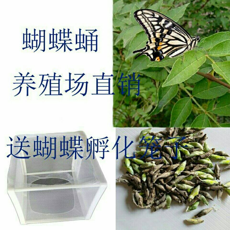 蝴蝶蛹活体蝴蝶柑橘凤蝶蛹儿童科普观察玉带蝴蝶蛹蝴蝶幼虫笼子