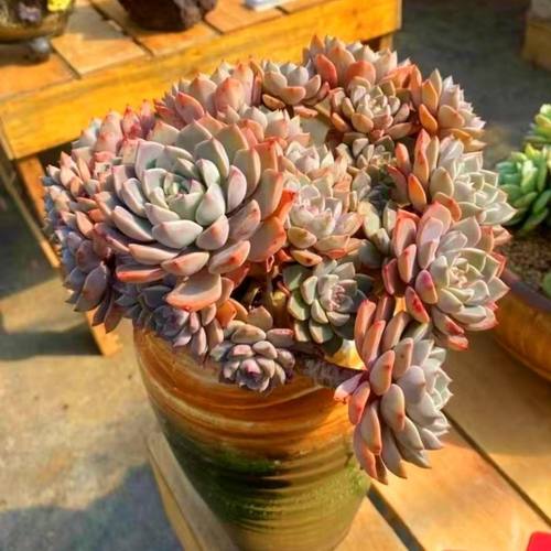 红粉佳人老桩多肉 整桩无砍 新手好养