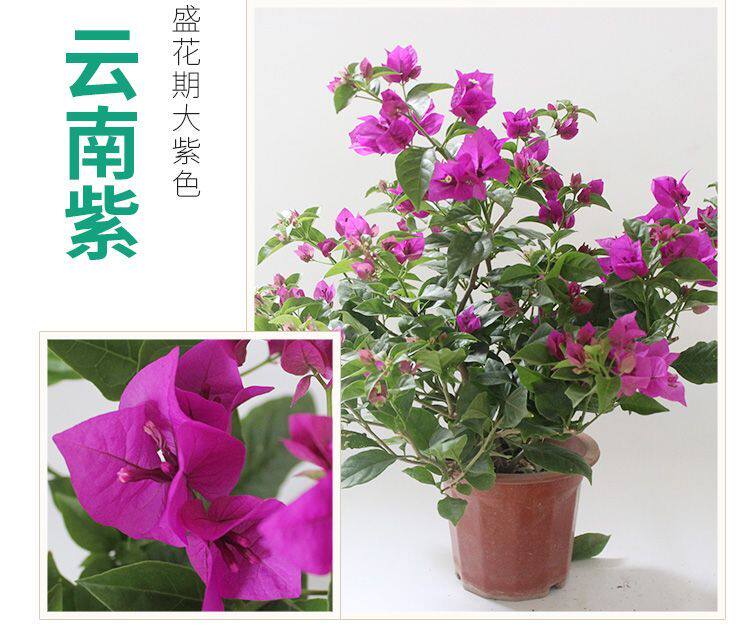 勤花三角梅树苗老桩耐寒爬藤植物重瓣四季开花盆栽庭院观花卉阳台