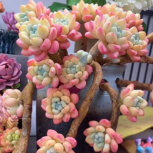 香水香味劳尔老桩超大大多室内多头植物群生办公室盆栽特大号清仓