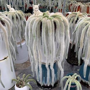 九尾狐多肉植物进口品种开花可垂吊型室内阳台绿植盆栽稀有植物