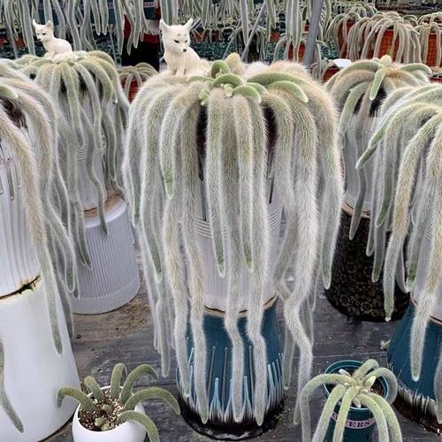 九尾狐多肉植物进口品种开花可垂