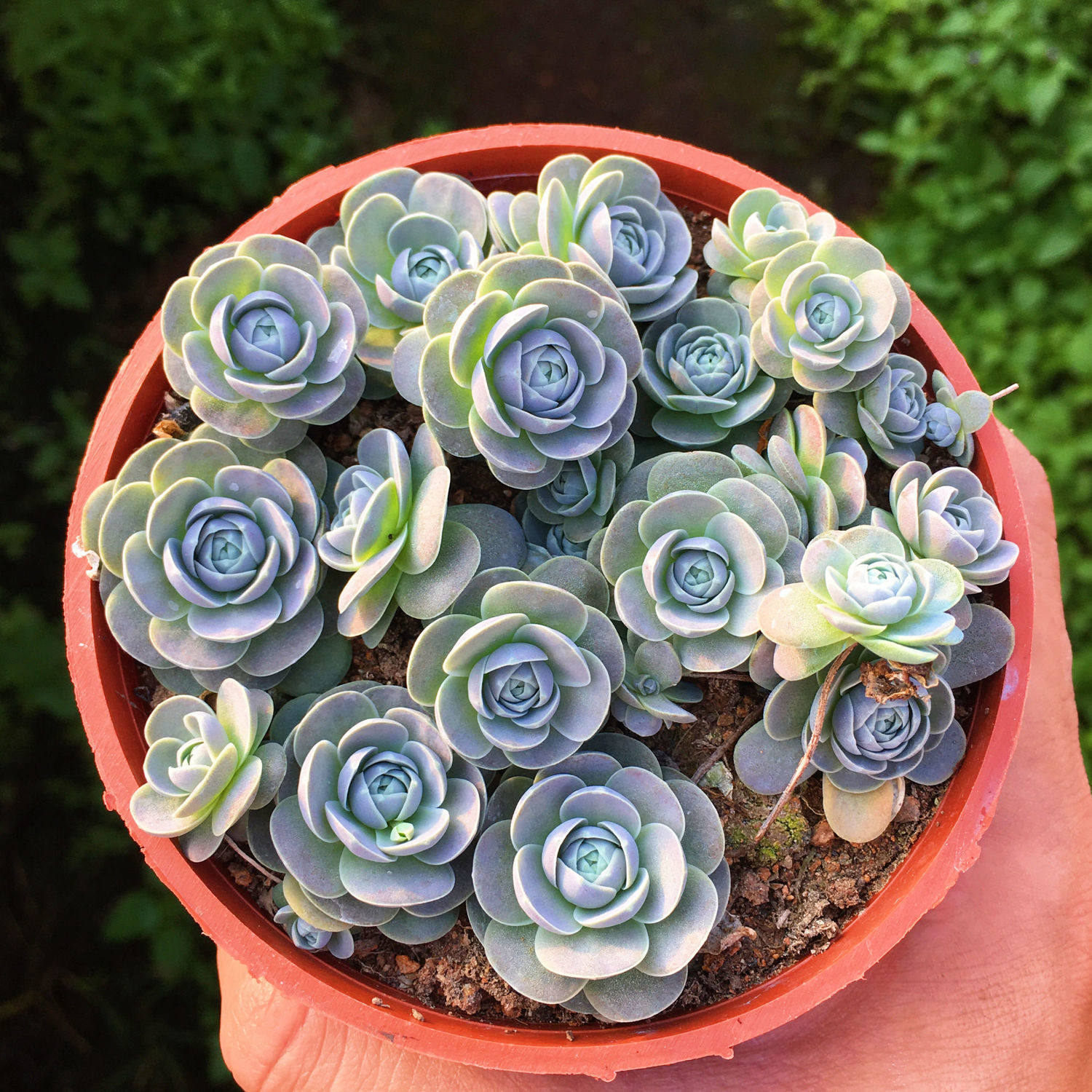 【带盆栽好】子持莲华多肉植物迷你莲花包子状群生爆仔多侧芽