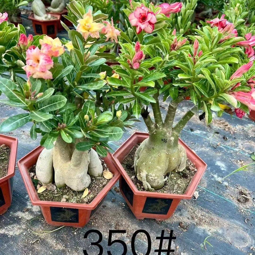 重瓣嫁接沙漠玫瑰十年以上老桩多肉植物室内阳台喜阳绿植花卉盆栽